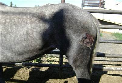 Horse Slaughter Funding Reinstated