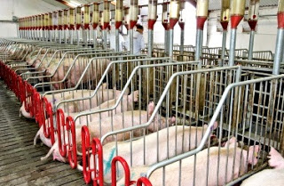 Which Food Service Companies Ban Gestation Stalls?