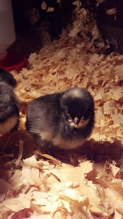 Stella the Chicken(s) Update – Sad News on the FroBuzz Ranchero