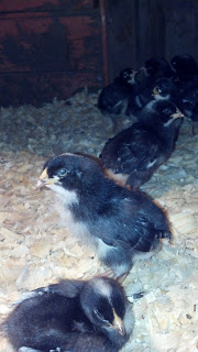 Wordless Wednesday – The Chickies Are Growing!