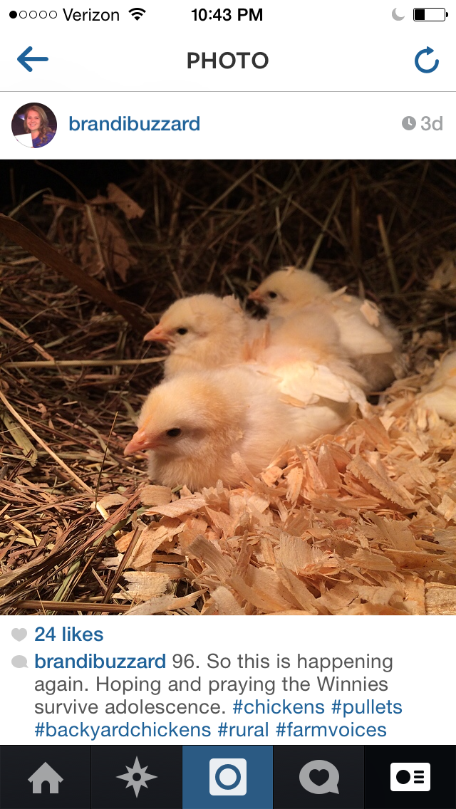 Backyard Chickens Round 2 – Welcome Home Winnie(s)
