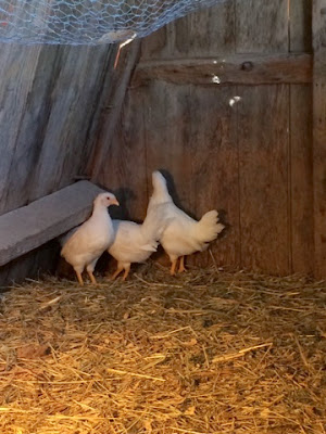 Winnie Update – Our Three Remaining Backyard Chickens