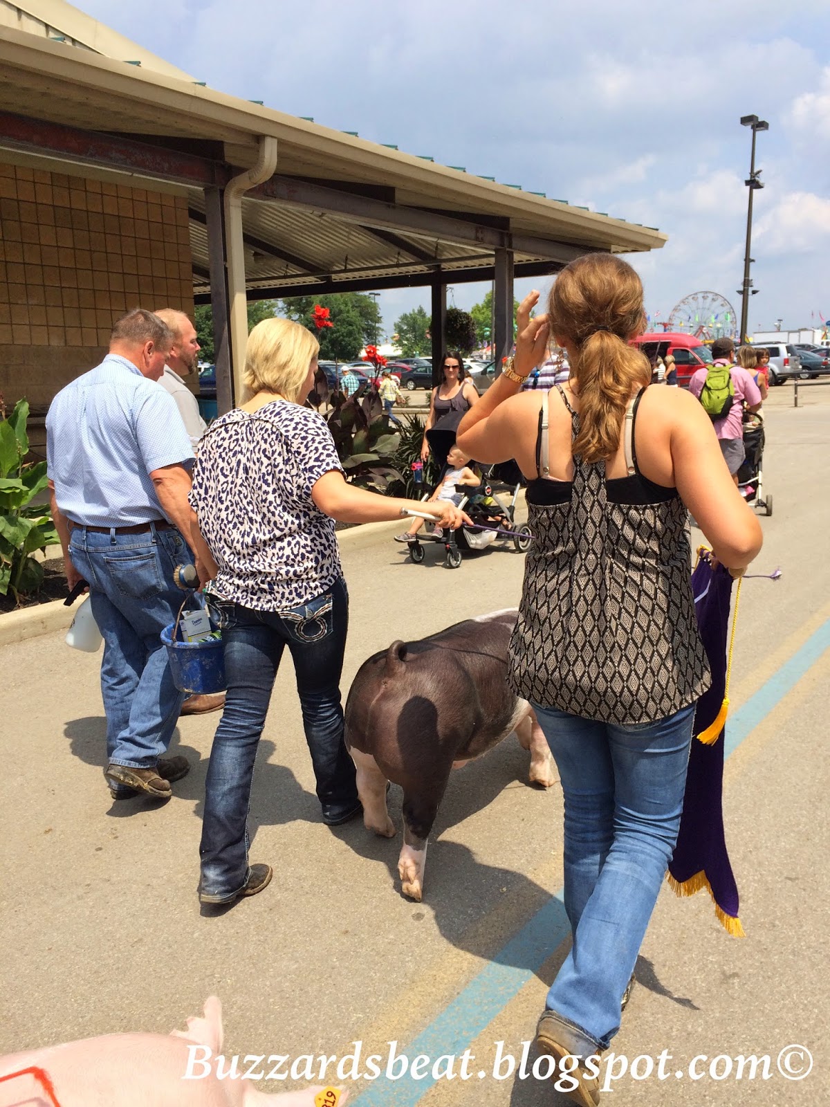 A Lesson in Patience, Pigs and Passers-by