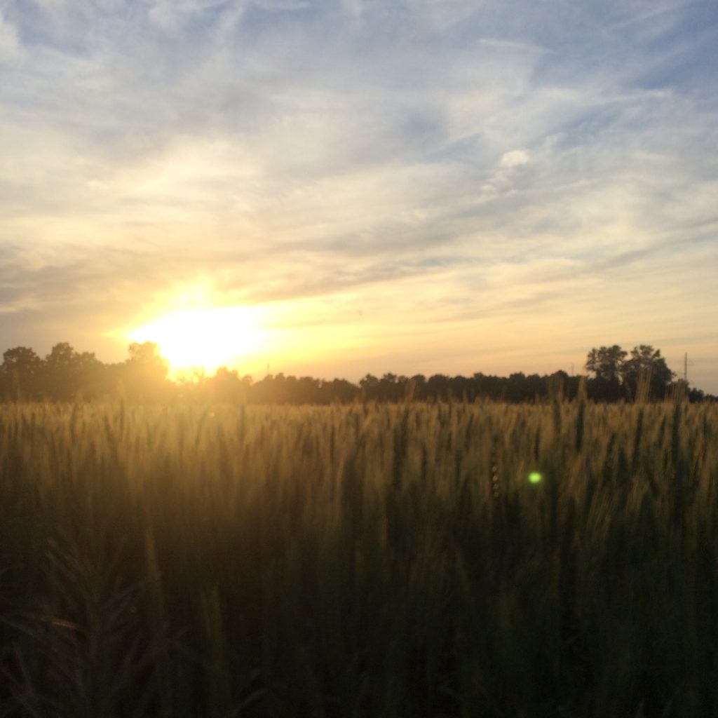 Wheat field in Kansas