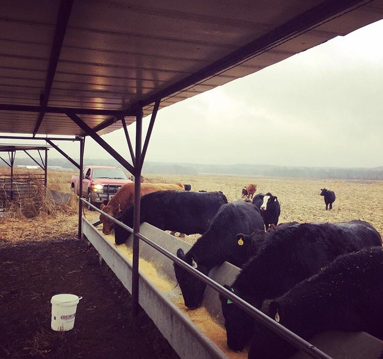 What Do Farmers and Ranchers Do on Christmas?