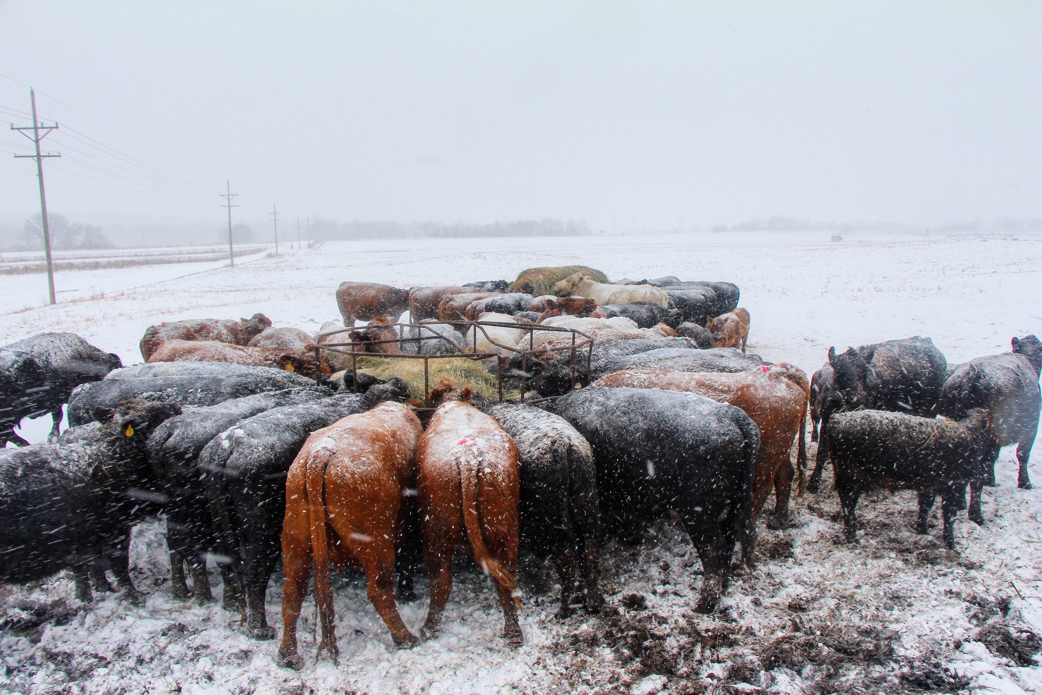 How are ranchers taking care of their cattle during winter storms?