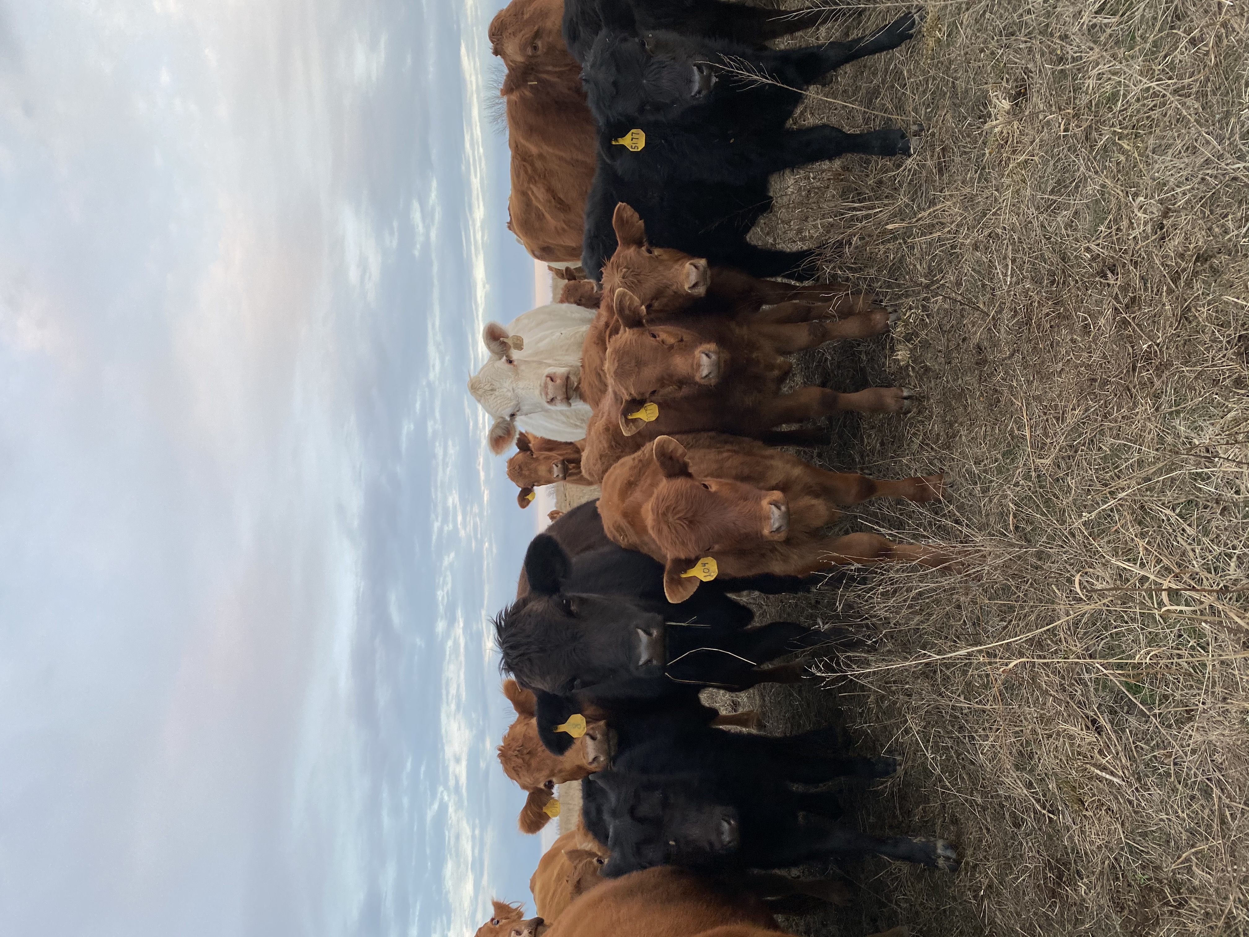 Predicting New Arrival Dates on the Ranch