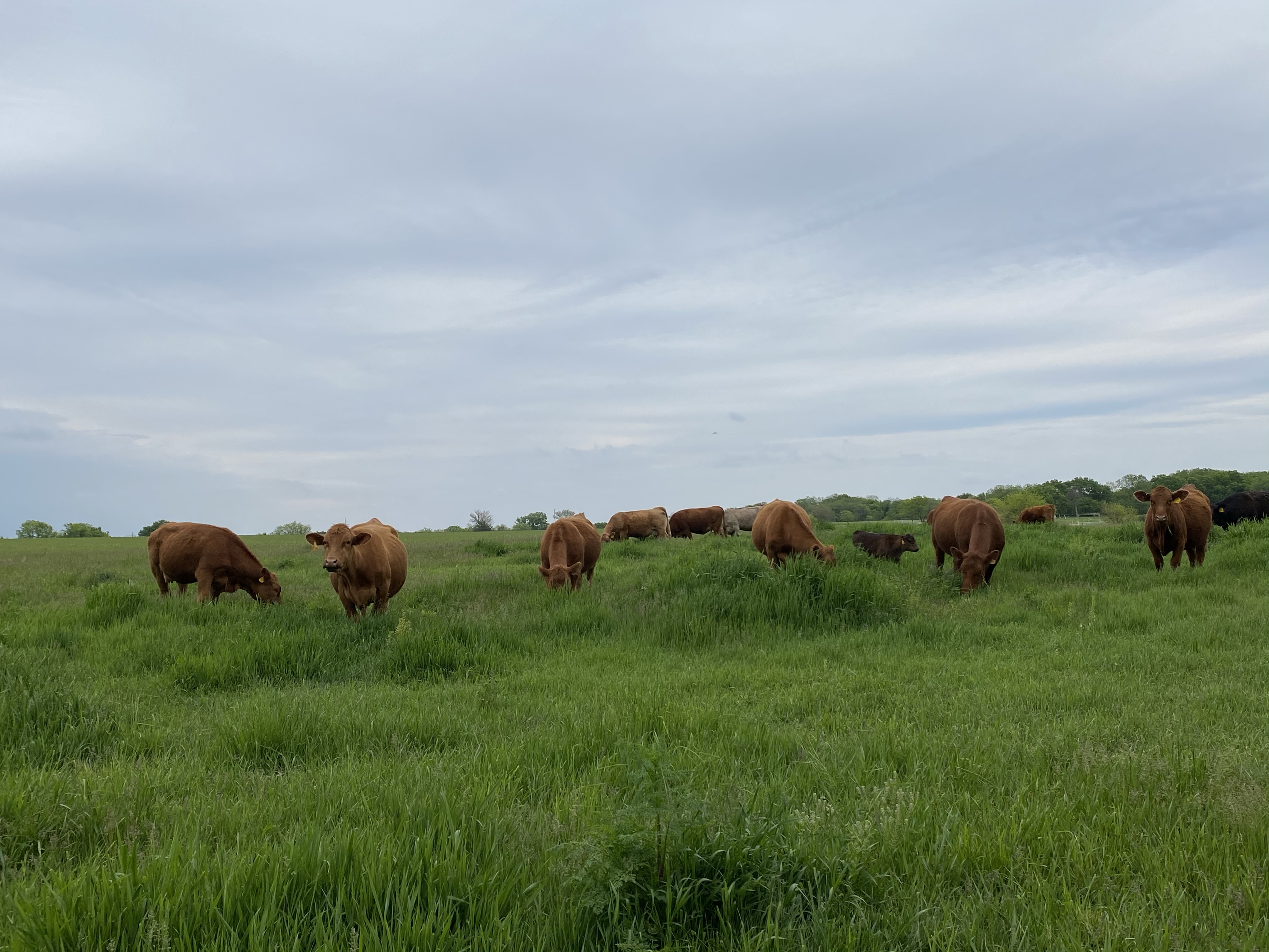 What Do Cows Have To Do With Food Waste?