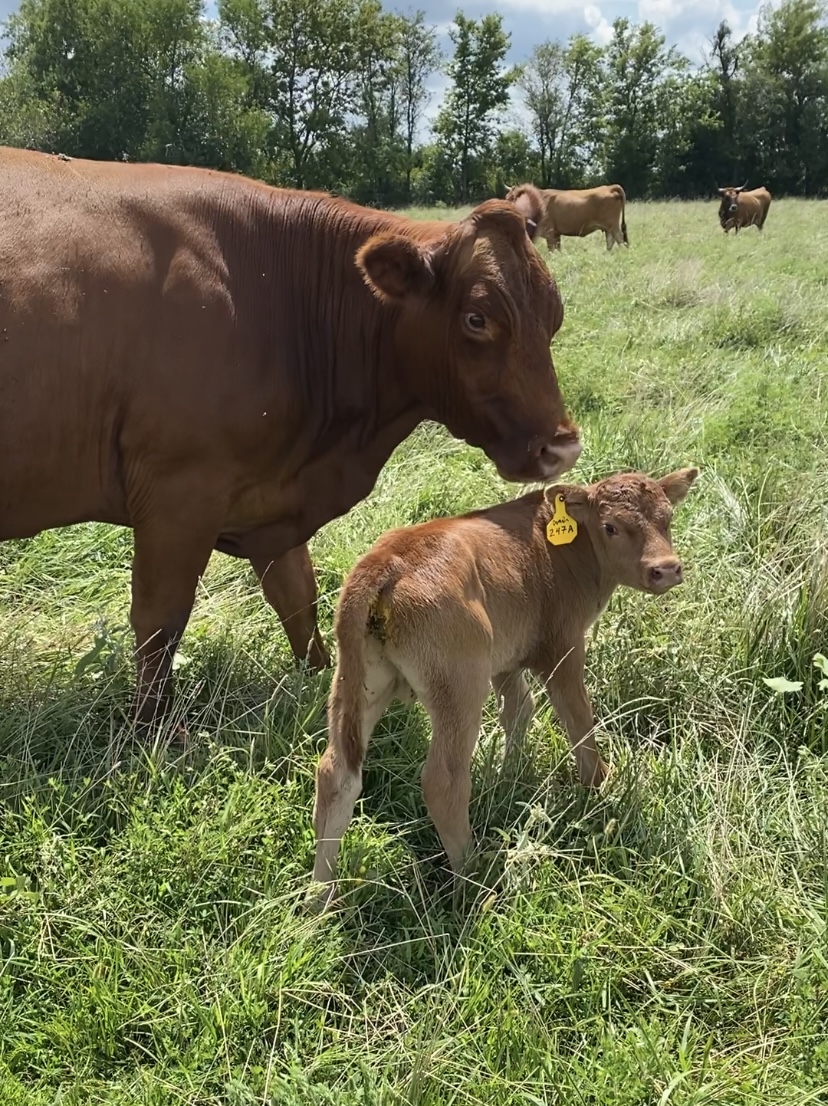 5 Reasons for a Fall-Calving Cow Herd