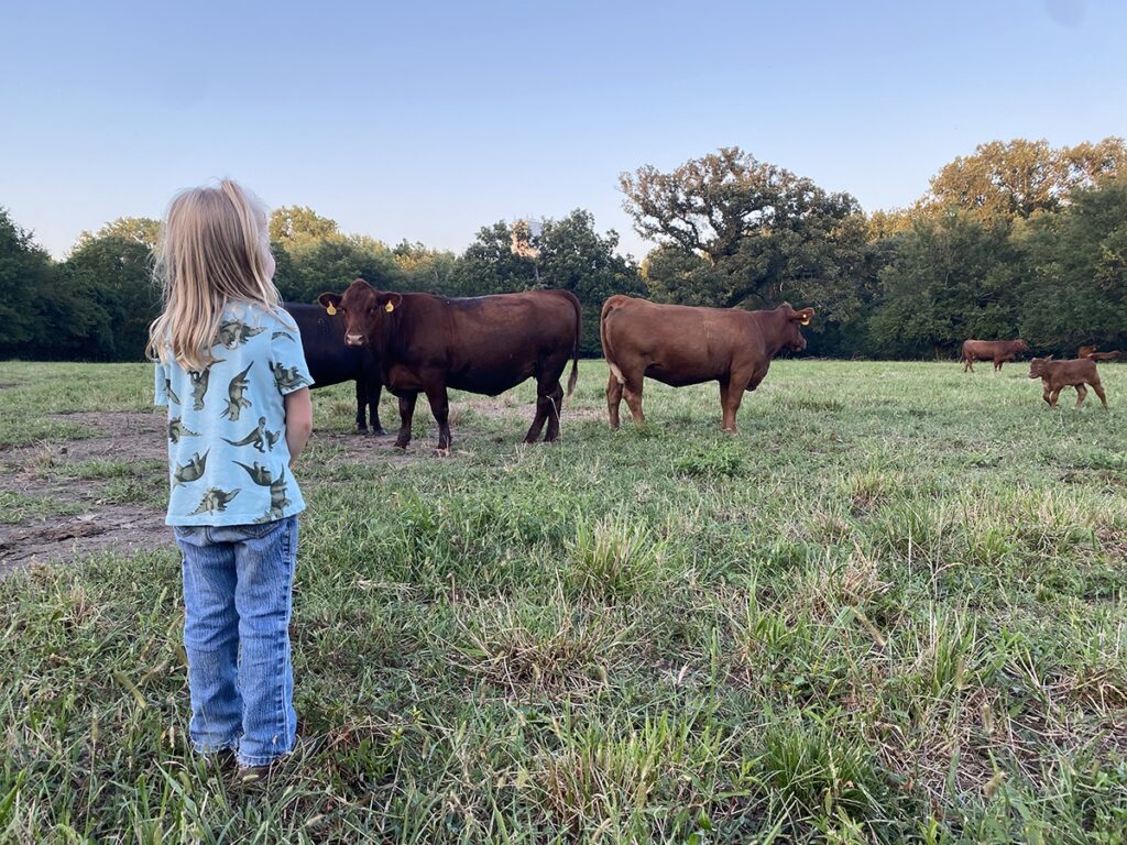 little girl looking at cows